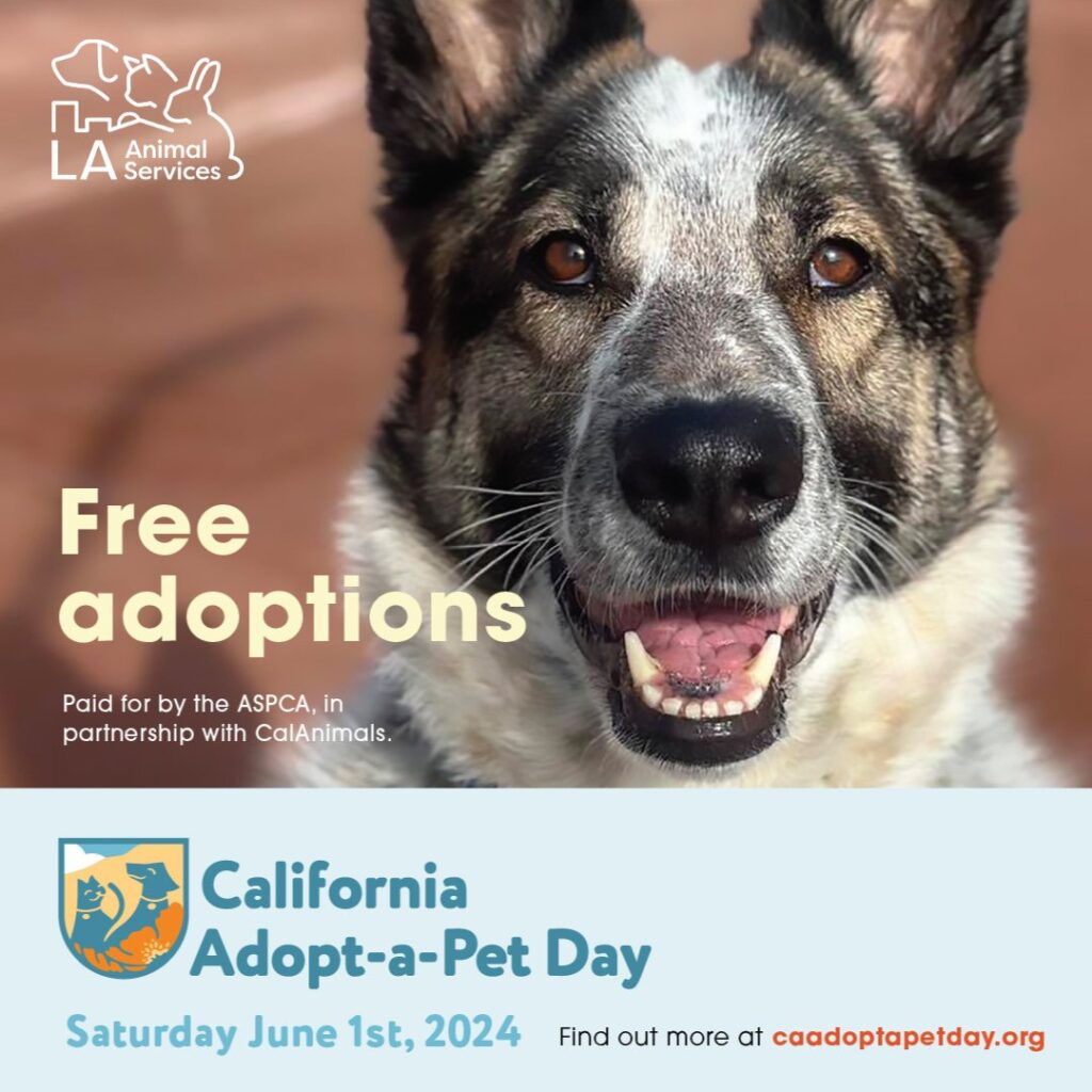 adopt pet day