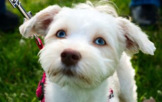 white dog at fur fest