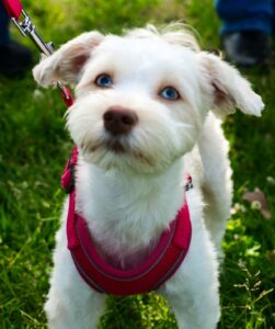white dog at fur fest