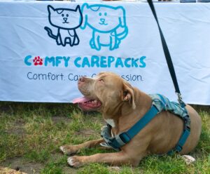 Dog in front of comfy care packs table